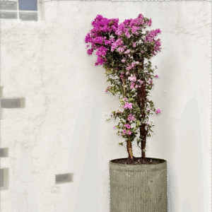 Maceta de concreto Romana XL + Planta Bugambilia | 2 m.