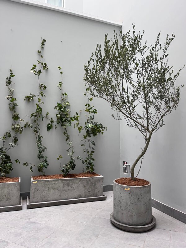 Maceta de concreto Cilindro + Planta Olivo | 2.10 m. - Imagen 2