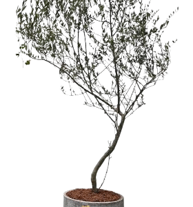 Maceta de concreto Cilindro + Planta Olivo | 2.10 m.