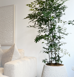 Maceta Gota texturizada beige + Planta Arbolito de la felicidad | 1.80 m.