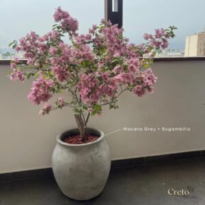 Alternative view of Maceta de concreto Grey + Planta Bugambilia | 1.40 m.