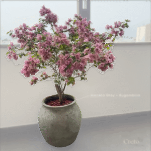Maceta de concreto Grey + Planta Bugambilia | 1.40 m.