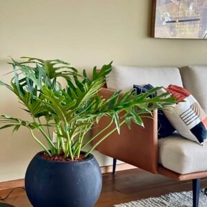 Alternative view of Maceta de concreto Esfera negra + Planta Philodendron selloum | 60 cm