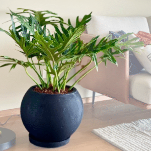 Maceta de concreto Esfera negra + Planta Philodendron selloum | 60 cm