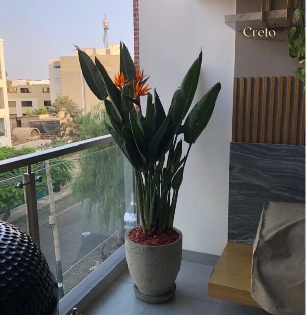Maceta de concreto Calypso (sin rayas) + Planta Strelitzia | 1.50 m. - Imagen 2