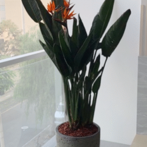 Maceta de concreto Calypso (sin rayas) + Planta Strelitzia | 1.50 m.