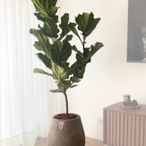 Maceta de concreto Gota + Planta Ficus lyrata | 2 m.