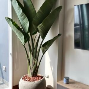 Alternative view of Maceta de concreto Esfera XL + Planta Strelitzia gigante | 2.20 m.