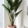 Maceta de concreto Esfera XL + Planta Strelitzia gigante | 2.20 m.