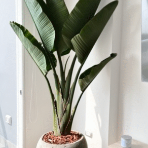 Maceta de concreto Esfera XL + Planta Strelitzia gigante | 2.20 m.