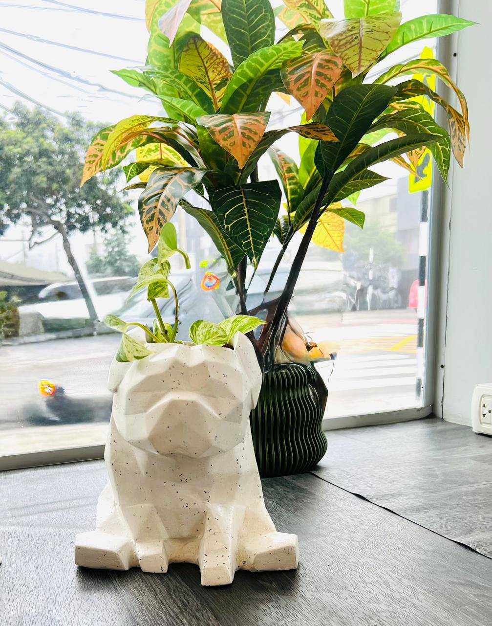 Maceta Pet Friendly Pug + Suculenta 25cm - Imagen 4