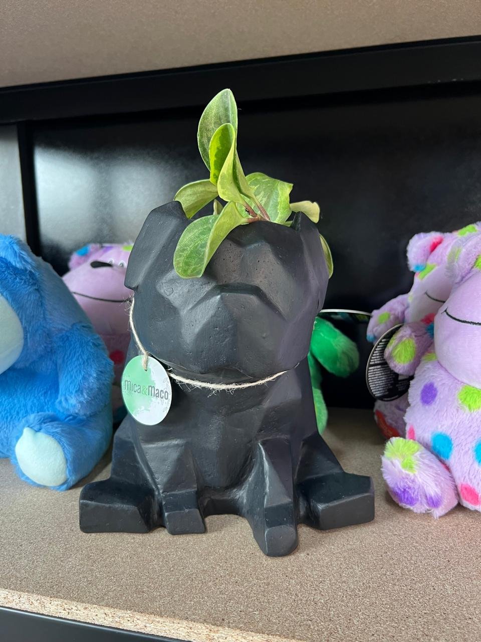 Maceta Pet Friendly Pug + Suculenta 25cm - Imagen 9